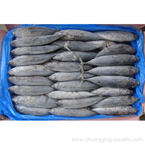 Export Frozen Fish Whole Round Bonito Tuna Skipjack